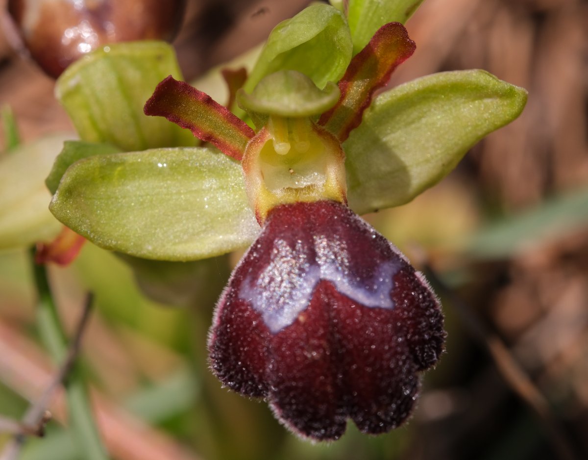 Orchidee di Marzo - Dalla Grecia con passione